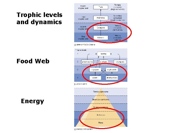 Trophic levels and dynamics Food Web Energy 