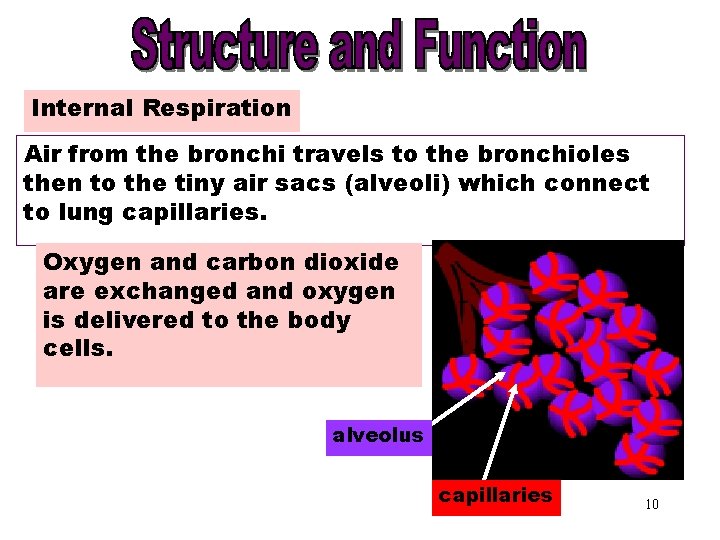 Internal Respiration Air from the bronchi travels to the bronchioles then to the tiny