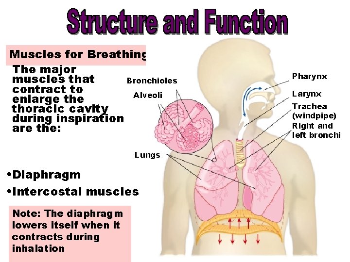 Muscles for Breathing The major muscles that Bronchioles contract to Alveoli enlarge thoracic cavity