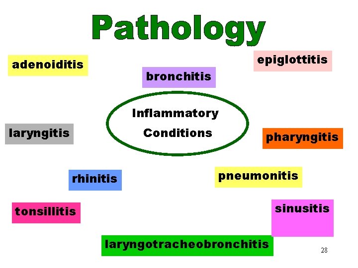 Pathology adenoiditis epiglottitis bronchitis Inflammatory laryngitis Conditions rhinitis pharyngitis pneumonitis sinusitis tonsillitis laryngotracheobronchitis 28