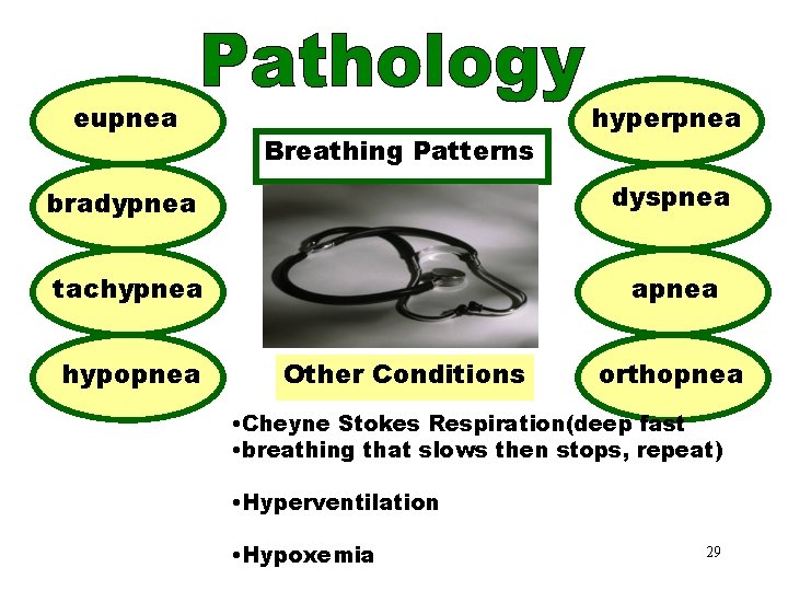 eupnea Breathing Patterns hyperpnea bradypnea dyspnea tachypnea apnea hypopnea Other Conditions orthopnea • Cheyne