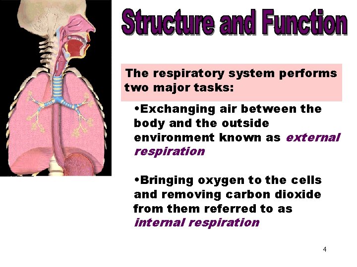 Structure and Function The respiratory system performs two major tasks: • Exchanging air between