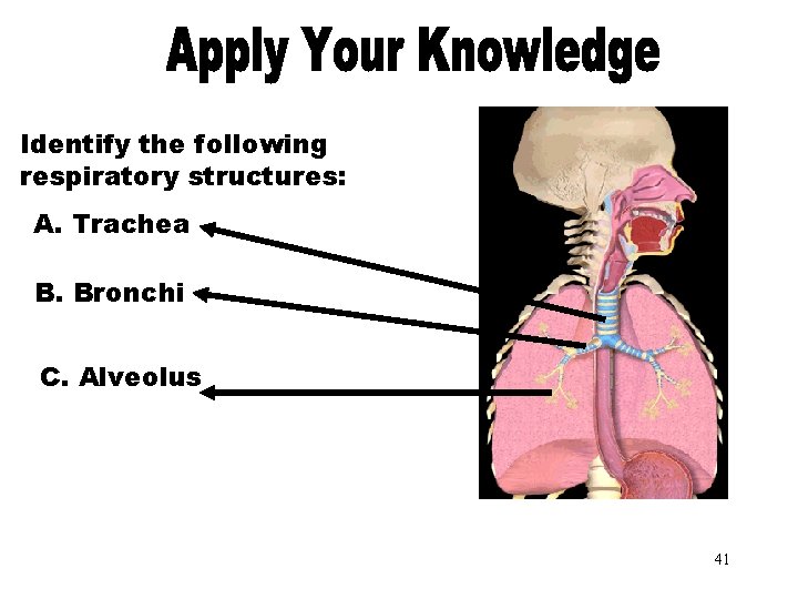 Apply Your Knowledge Identify the following respiratory structures: A. Trachea B. Bronchi C. Alveolus