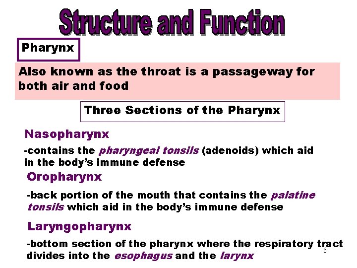 Pharynx Also known as the throat is a passageway for both air and food