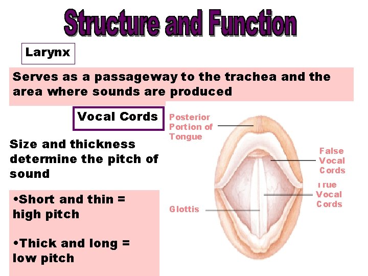 Larynx Serves as a passageway to the trachea and the area where sounds are