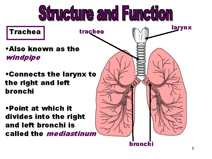 Trachea larynx trachea • Also known as the windpipe • Connects the larynx to