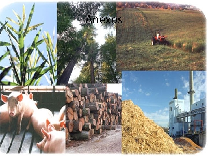 Anexos 