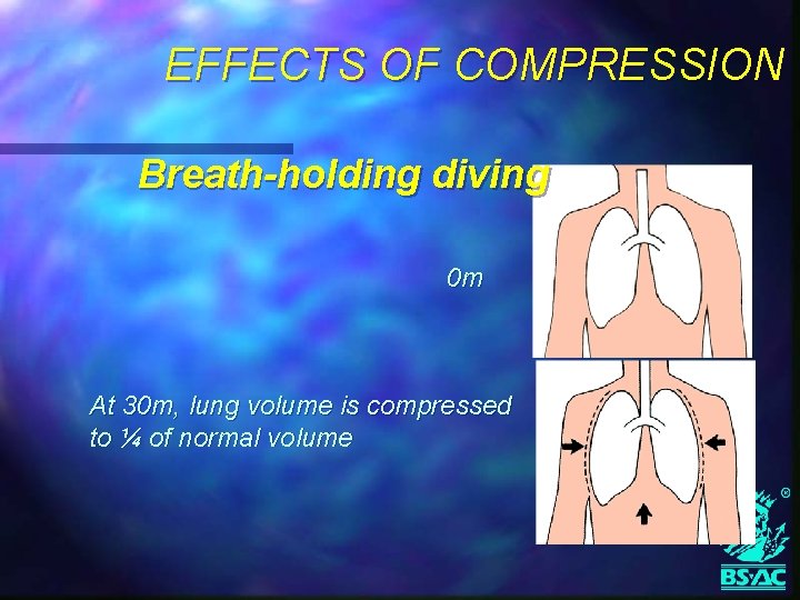 EFFECTS OF COMPRESSION Breath-holding diving 0 m At 30 m, lung volume is compressed