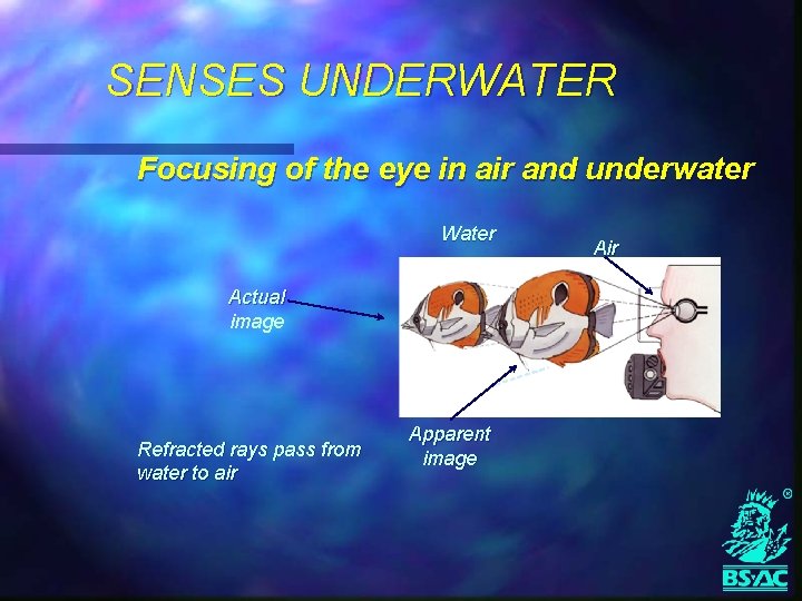 SENSES UNDERWATER Focusing of the eye in air and underwater Water Actual image Refracted