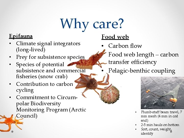 Why care? Epifauna • Climate signal integrators (long-lived) • Prey for subsistence species •