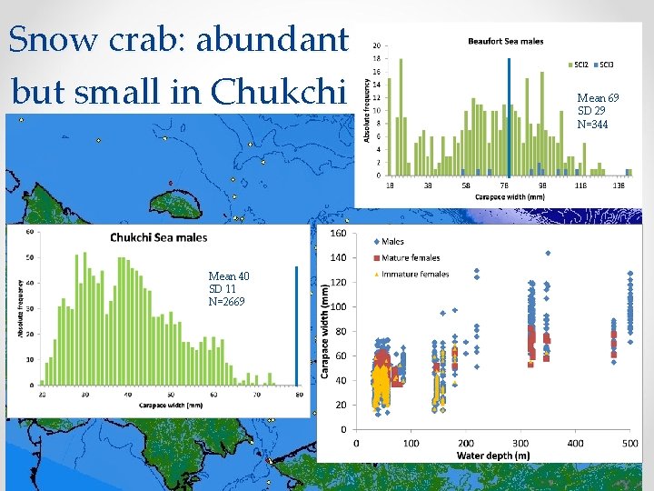 Snow crab: abundant but small in Chukchi Mean 40 SD 11 N=2669 Mean 69