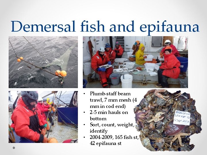 Demersal fish and epifauna • Plumb-staff beam trawl, 7 mm mesh (4 mm in