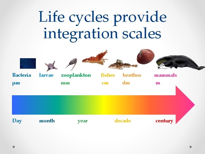 Life cycles provide integration scales Bacteria larvae µm Day month zooplankton fishes benthos mm