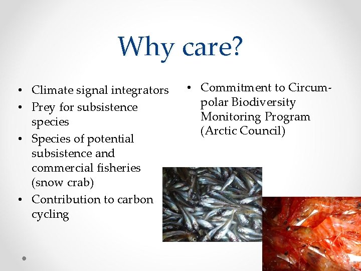 Why care? • Climate signal integrators • Prey for subsistence species • Species of