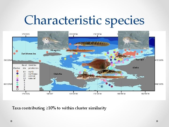 Characteristic species Wrangel Isl. Herald Canyon East Siberian Sea Icy Cape Alaska Chukotka Taxa