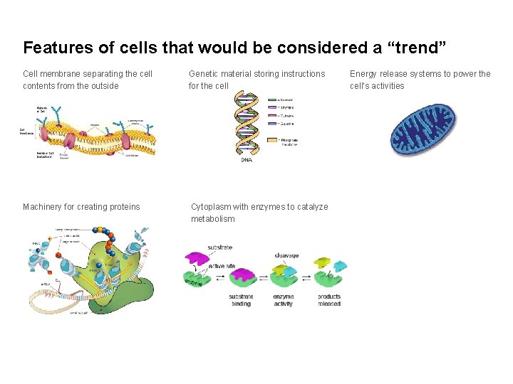 Features of cells that would be considered a “trend” Cell membrane separating the cell