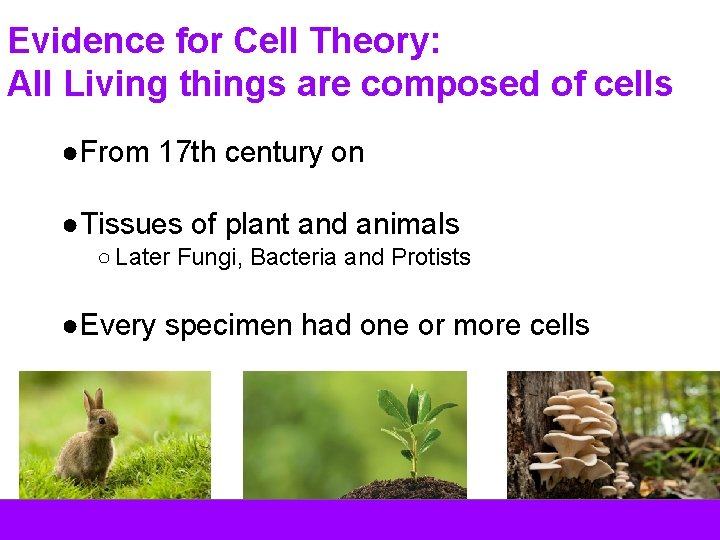 Evidence for Cell Theory: All Living things are composed of cells ●From 17 th