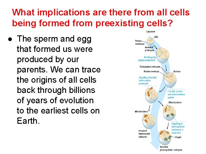 What implications are there from all cells being formed from preexisting cells? ● The