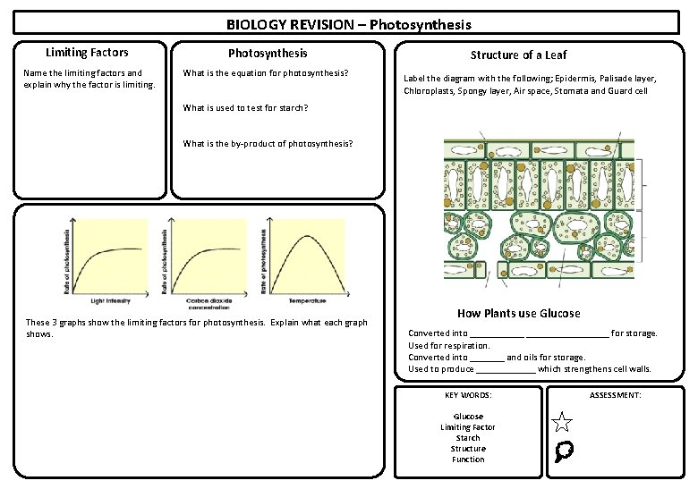 BIOLOGY REVISION – Photosynthesis Limiting Factors Photosynthesis Name the limiting factors and explain why