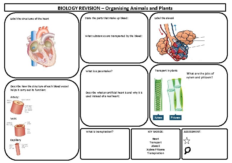 BIOLOGY REVISION – Organising Animals and Plants Label the structures of the heart State