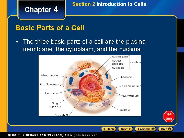 Chapter 4 Section 2 Introduction to Cells Basic Parts of a Cell • The
