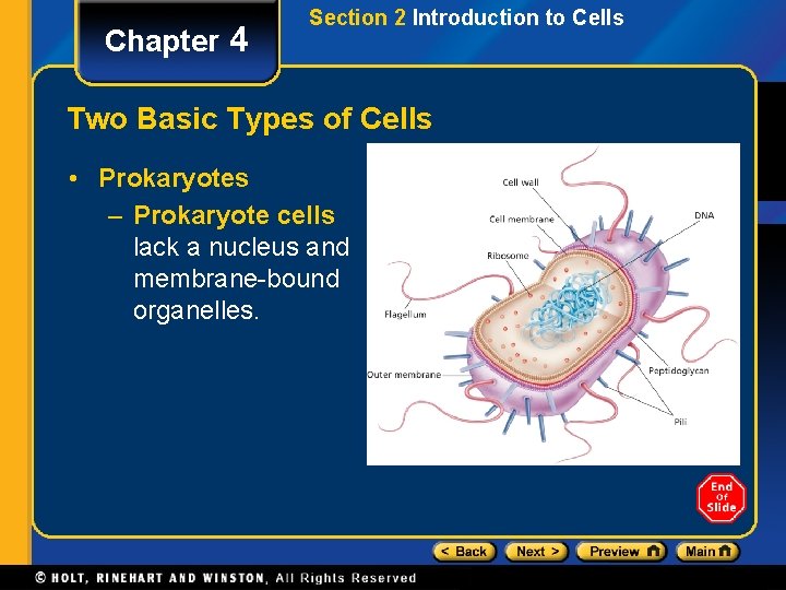Chapter 4 Section 2 Introduction to Cells Two Basic Types of Cells • Prokaryotes