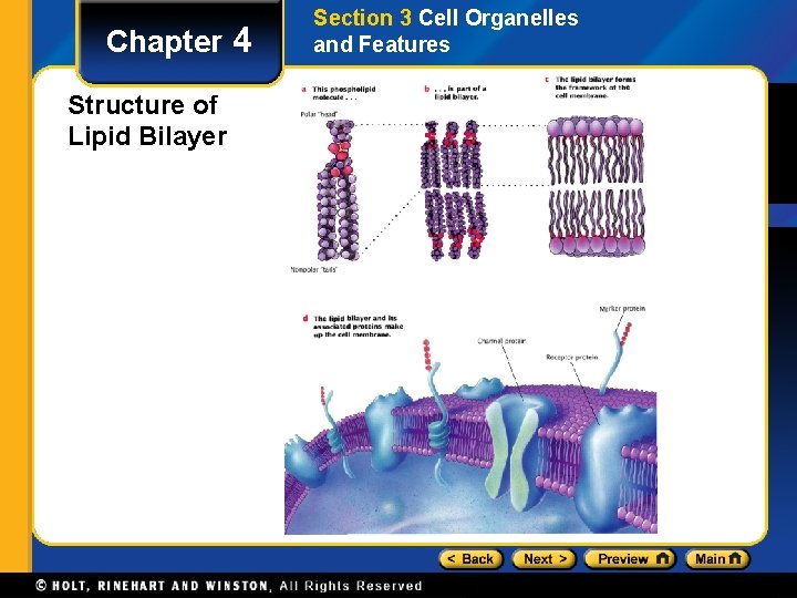 Chapter 4 Structure of Lipid Bilayer Section 3 Cell Organelles and Features 