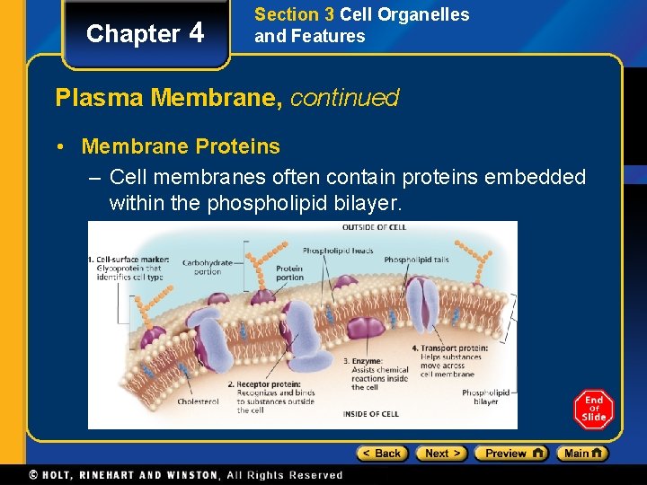 Chapter 4 Section 3 Cell Organelles and Features Plasma Membrane, continued • Membrane Proteins