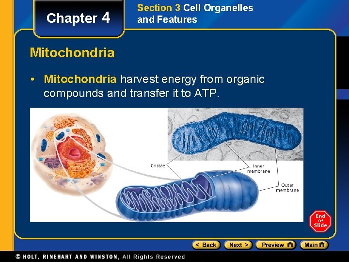 Chapter 4 Section 3 Cell Organelles and Features Mitochondria • Mitochondria harvest energy from