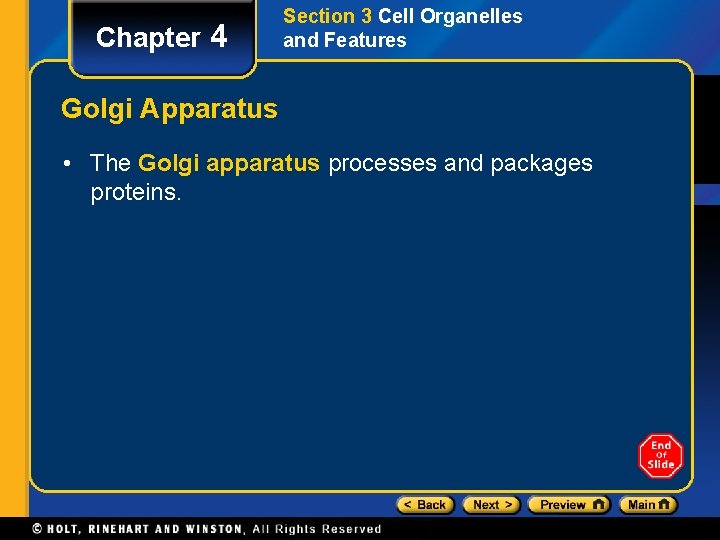 Chapter 4 Section 3 Cell Organelles and Features Golgi Apparatus • The Golgi apparatus