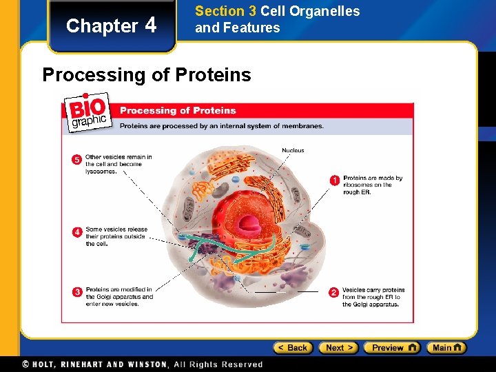 Chapter 4 Section 3 Cell Organelles and Features Processing of Proteins 