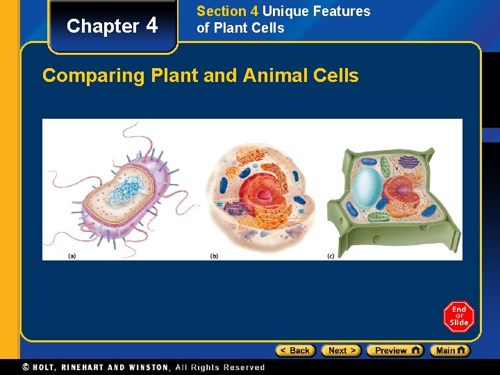 Chapter 4 Section 4 Unique Features of Plant Cells Comparing Plant and Animal Cells