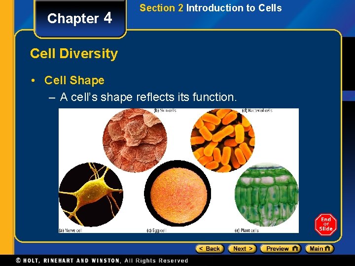 Chapter 4 Section 2 Introduction to Cells Cell Diversity • Cell Shape – A