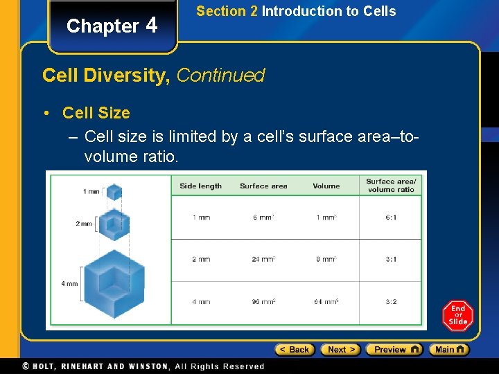 Chapter 4 Section 2 Introduction to Cells Cell Diversity, Continued • Cell Size –
