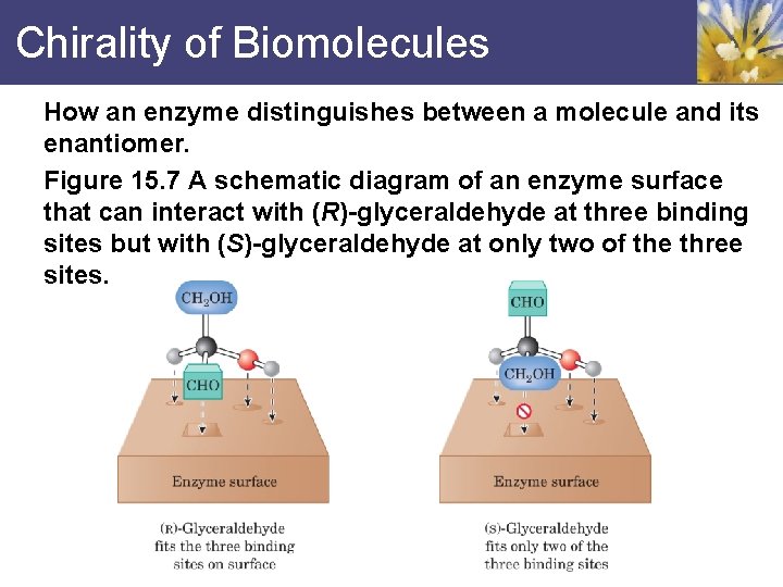 Chirality of Biomolecules How an enzyme distinguishes between a molecule and its enantiomer. Figure