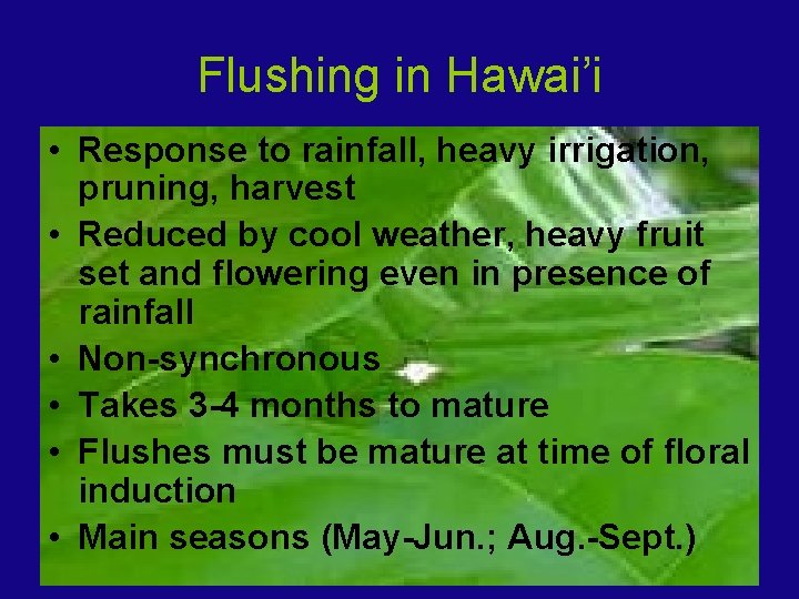 Flushing in Hawai’i • Response to rainfall, heavy irrigation, pruning, harvest • Reduced by