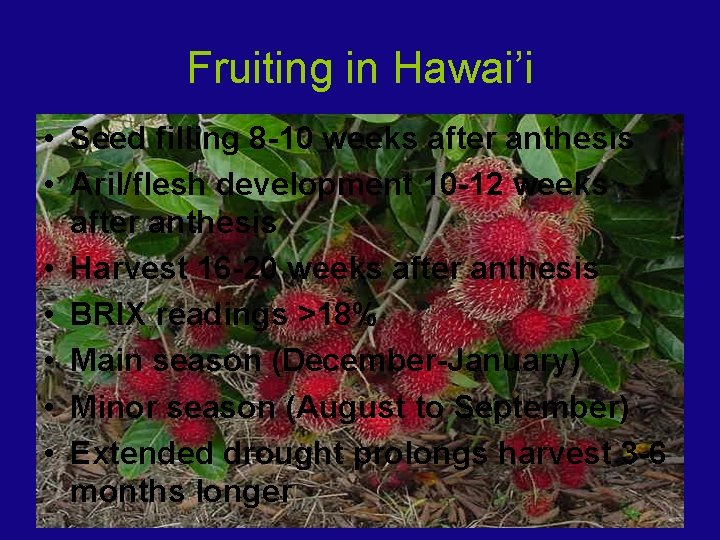 Fruiting in Hawai’i • Seed filling 8 -10 weeks after anthesis • Aril/flesh development