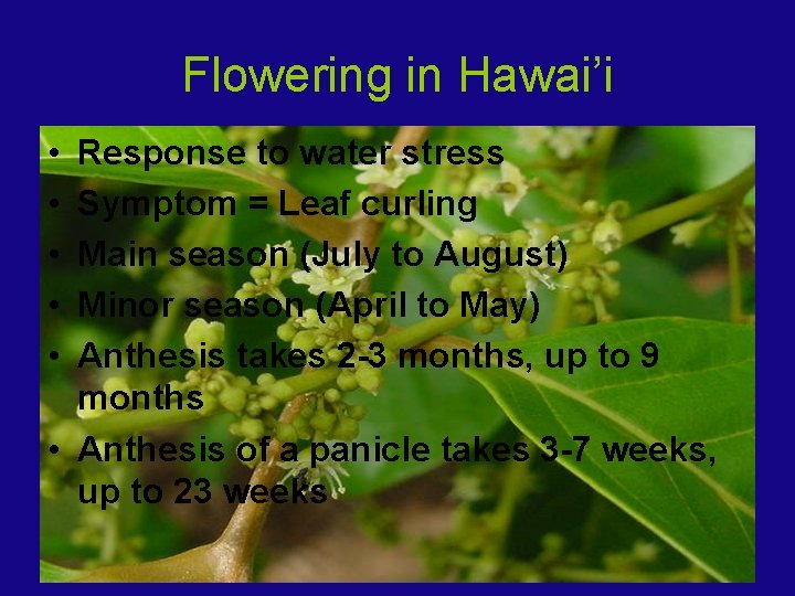 Flowering in Hawai’i • • • Response to water stress Symptom = Leaf curling