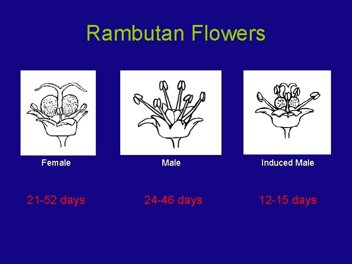 Rambutan Flowers Female Male Induced Male 21 -52 days 24 -46 days 12 -15