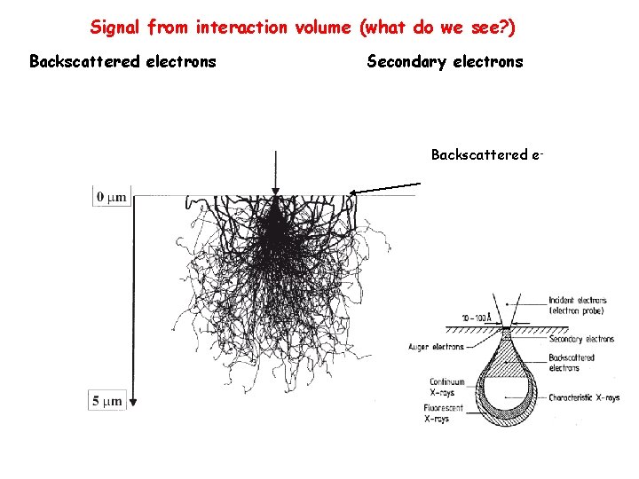 Signal from interaction volume (what do we see? ) Backscattered electrons Secondary electrons Backscattered