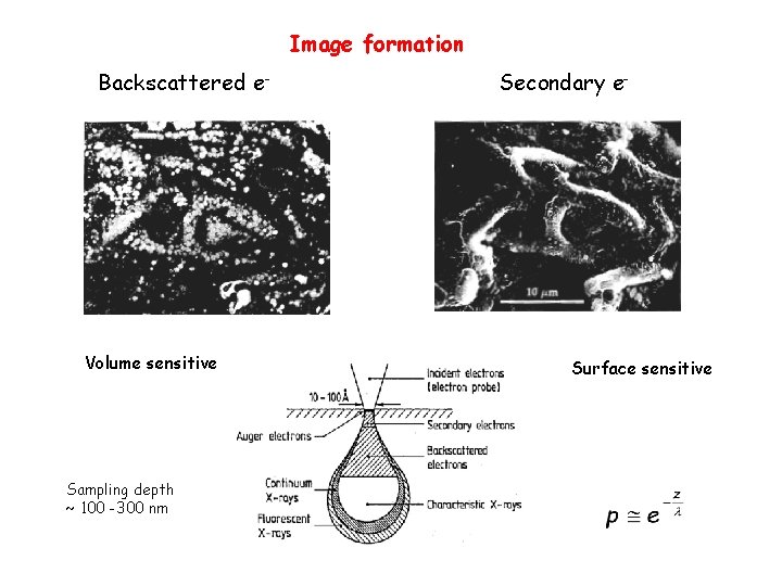 Image formation Backscattered e- Volume sensitive Sampling depth ~ 100 -300 nm Secondary e-