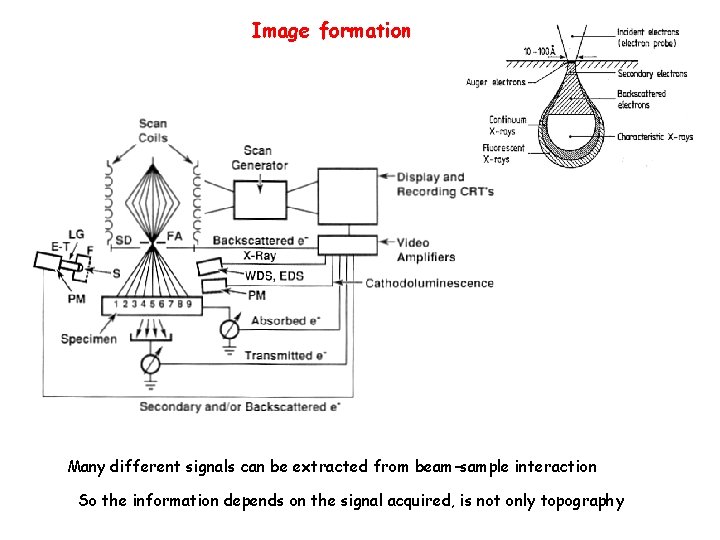 Image formation Many different signals can be extracted from beam-sample interaction So the information