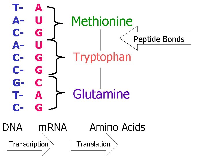 TACACCGTC- A U G G C A G Methionine Peptide Bonds Tryptophan Glutamine DNA