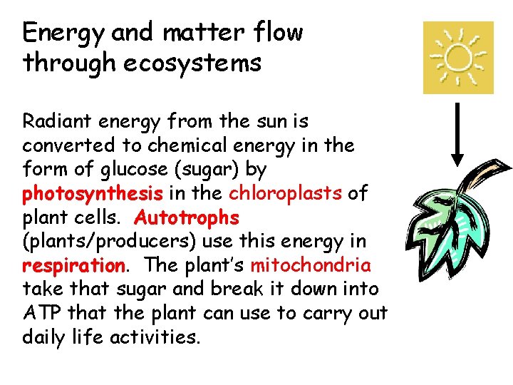 Energy and matter flow through ecosystems Radiant energy from the sun is converted to