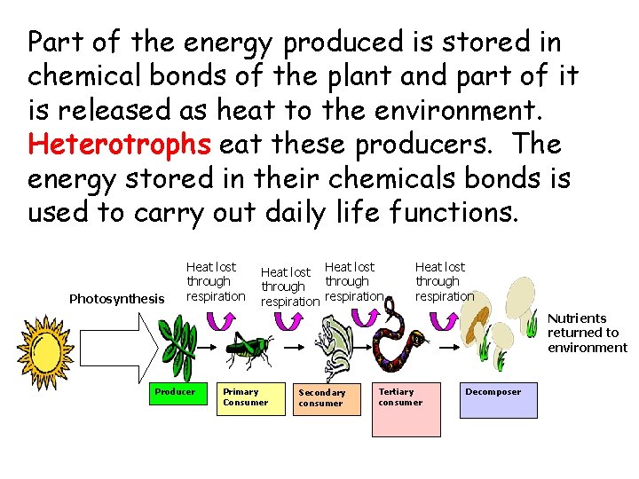 Part of the energy produced is stored in chemical bonds of the plant and