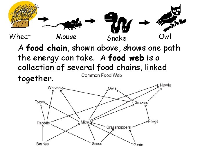 Wheat Mouse Snake Owl A food chain, shown above, shows one path the energy