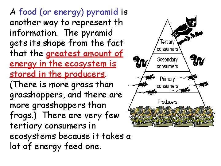 A food (or energy) pyramid is another way to represent this information. The pyramid