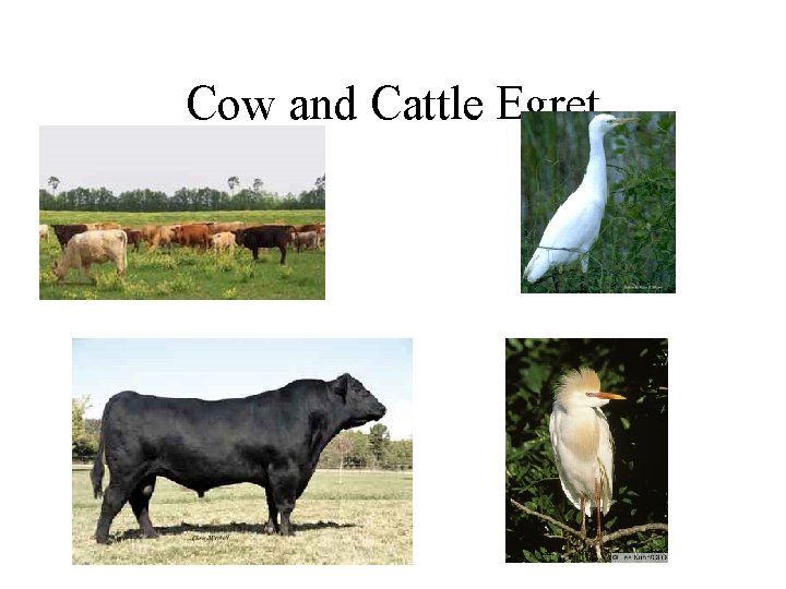 Cow and Cattle Egret 