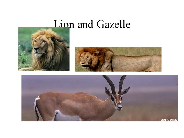Lion and Gazelle 