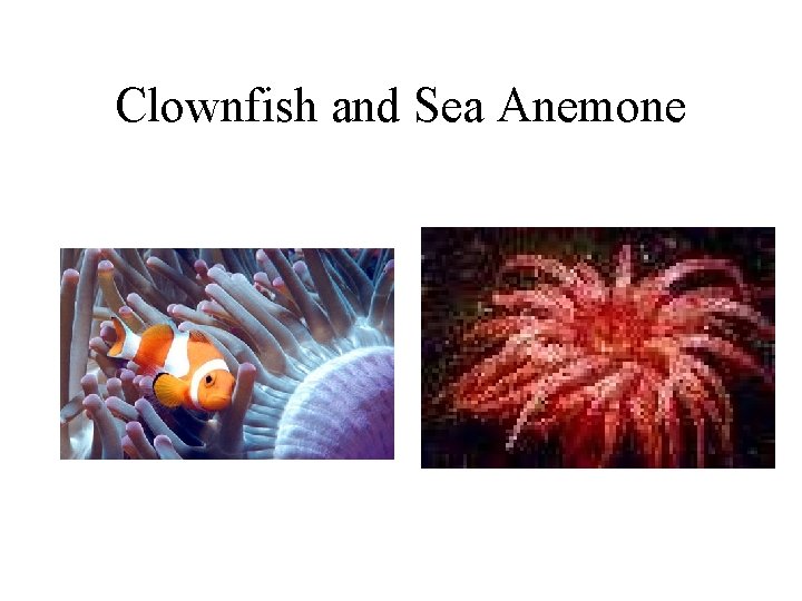 Clownfish and Sea Anemone 
